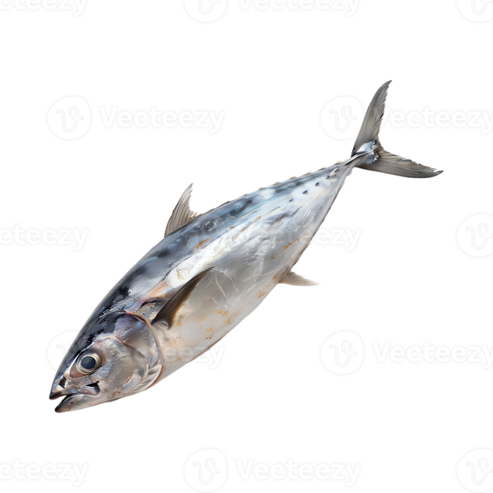 Ocean Fish on Transparent Background png