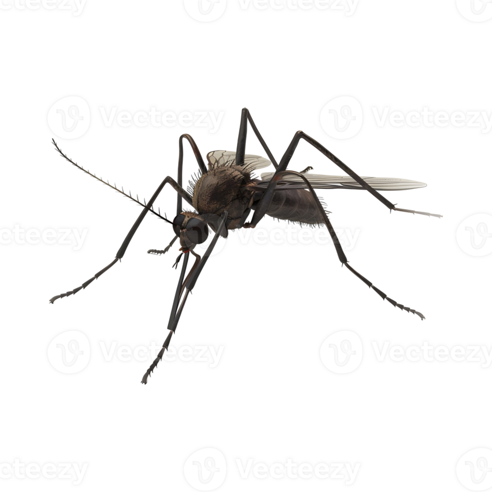 Mosquito on Transparent Background png