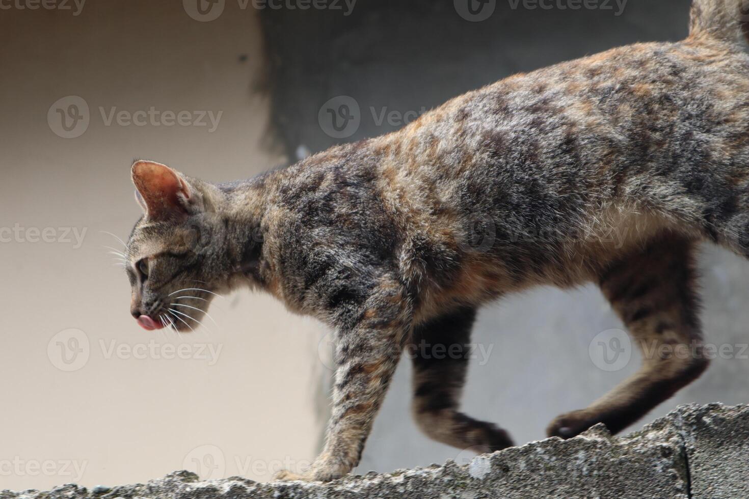 Asian domestic cat that lives wild around the house photo