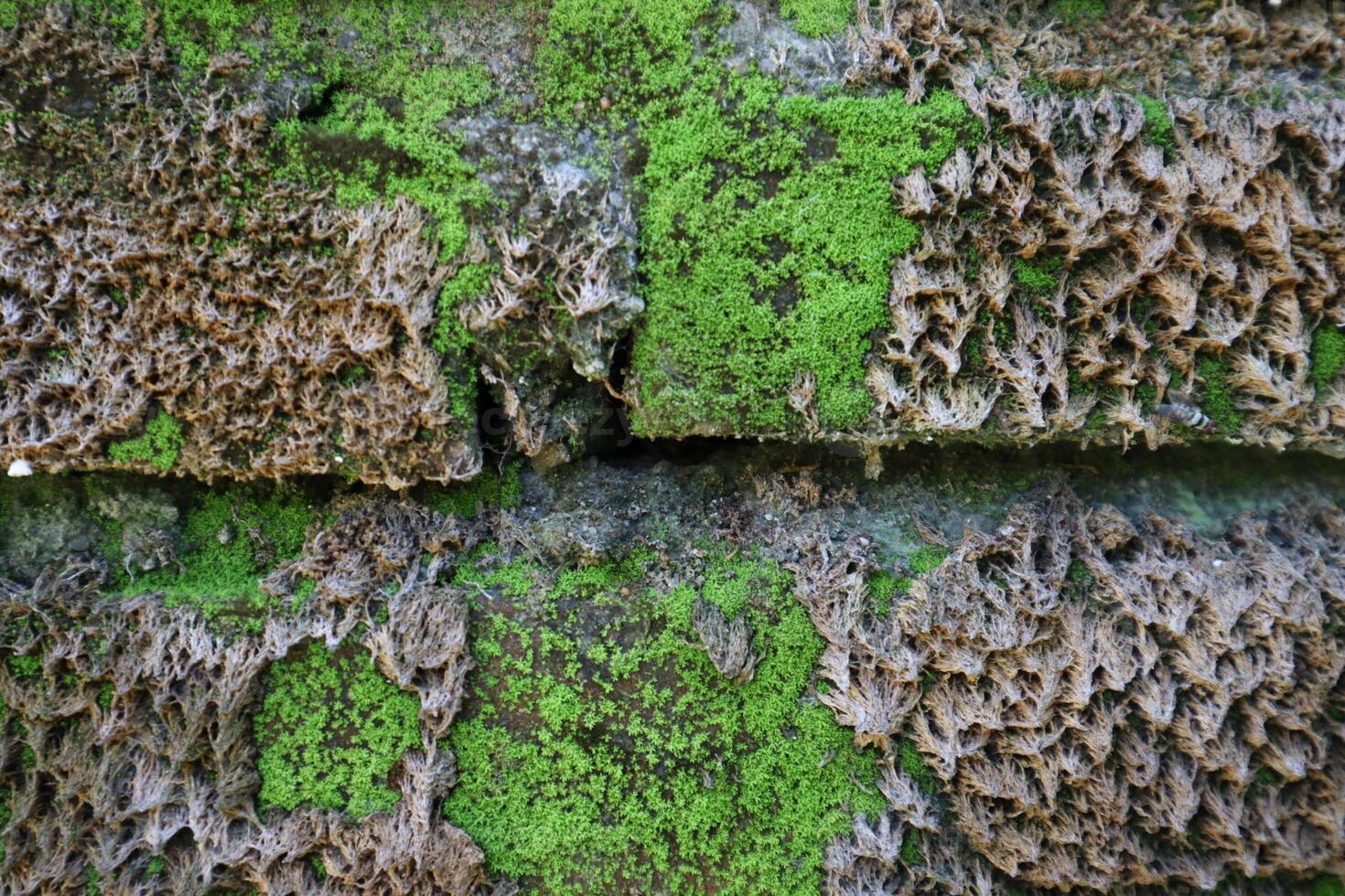 Green moss covering the surface of the bricks photo