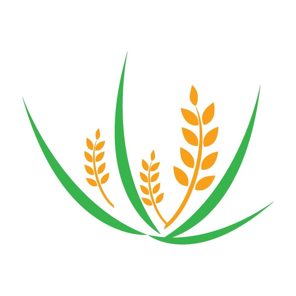 Agriculture wheat Logo vector