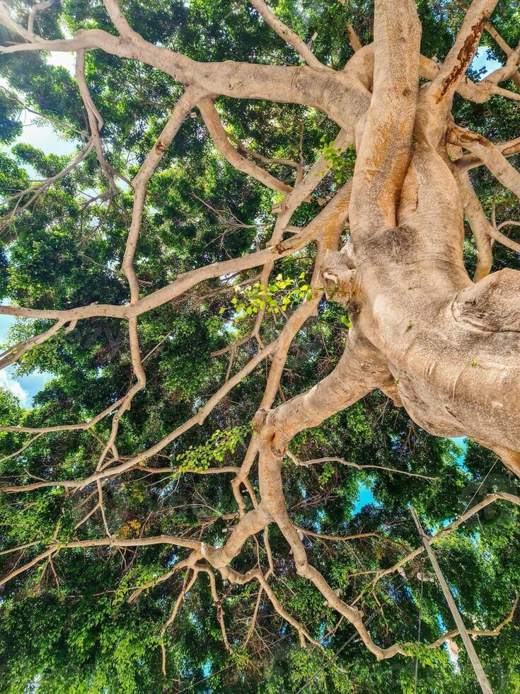 View from below into the branches and foliage of a very old gnarled tree like something out of a fairy tale. photo