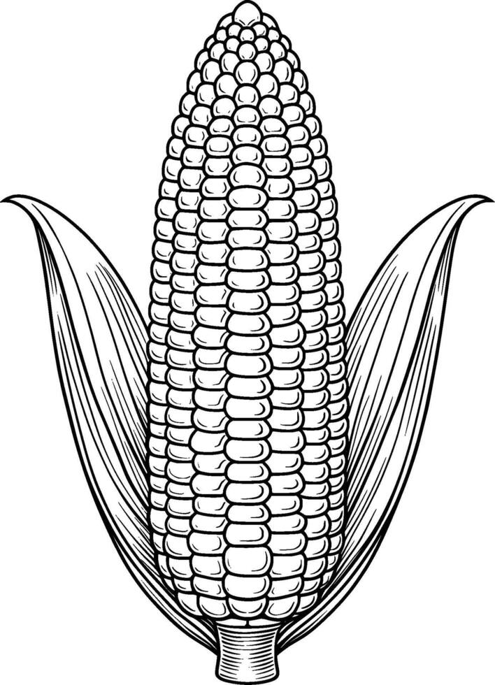 Colouring Page for Kids - Corn - Black and White Line Art vector