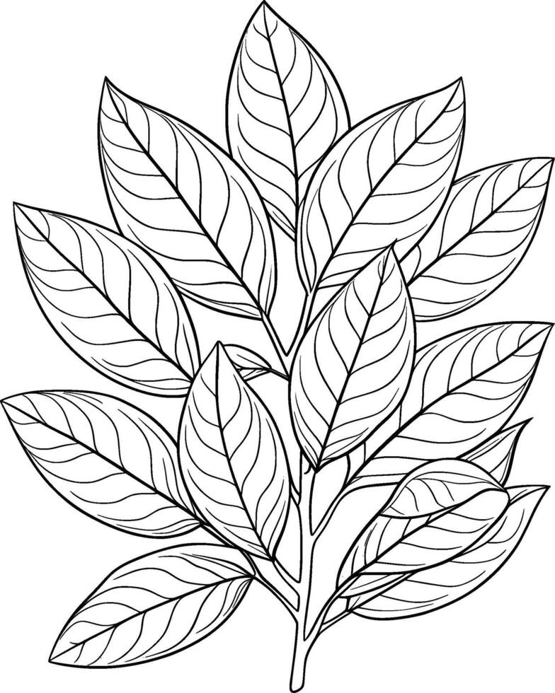 Colouring Page for Kids - Bay Leaves - Black and White Line Art vector