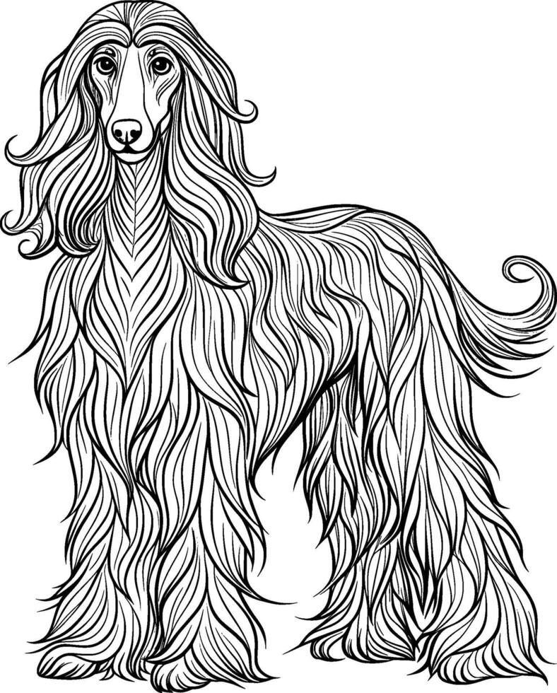Colouring Page for Kids - Afghan Hound - Black and White Line Art vector
