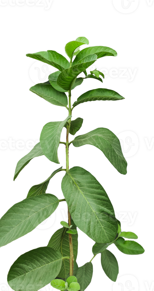a plant with guava leaves on it, on a transparent background, a green plant with leaves on it, a plant with green leaves that says natural, png