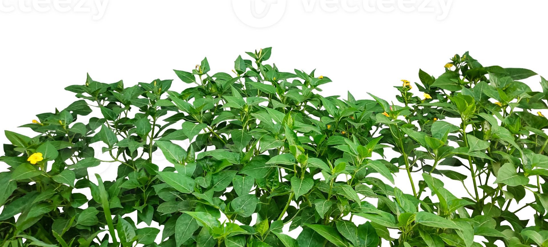 a plant with green leaves and yellow flowers, a plant with green leaves and yellow flowers frame on transparent background, a plant with yellow flowers png