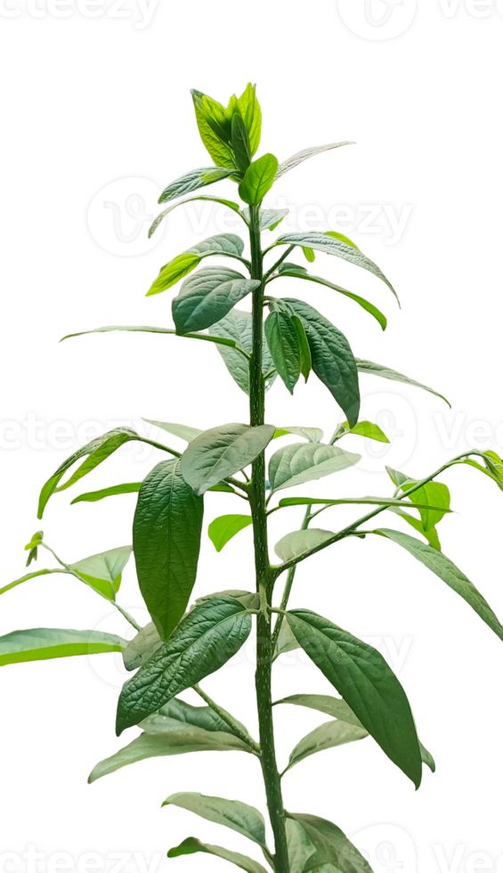 a plant with leaves on it, on a transparent background, a plant with green leaves that says sprout on it, png