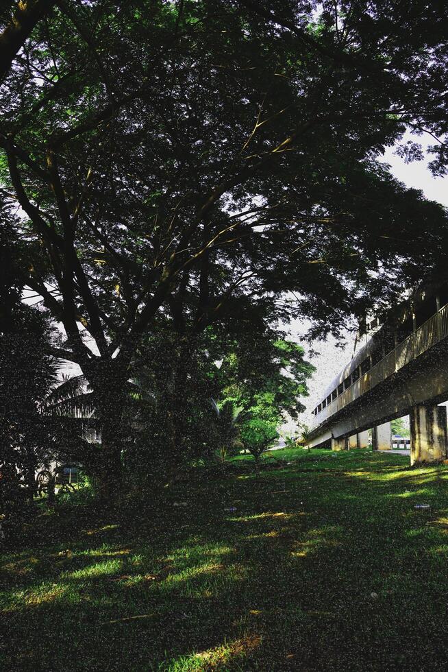 At Taman Selasih's roadside park, a magnificent tapestry of nature unfolds, a serene oasis of lush grass and towering trees, presenting captivating panoramas that mesmerize the soul at daybreak. photo