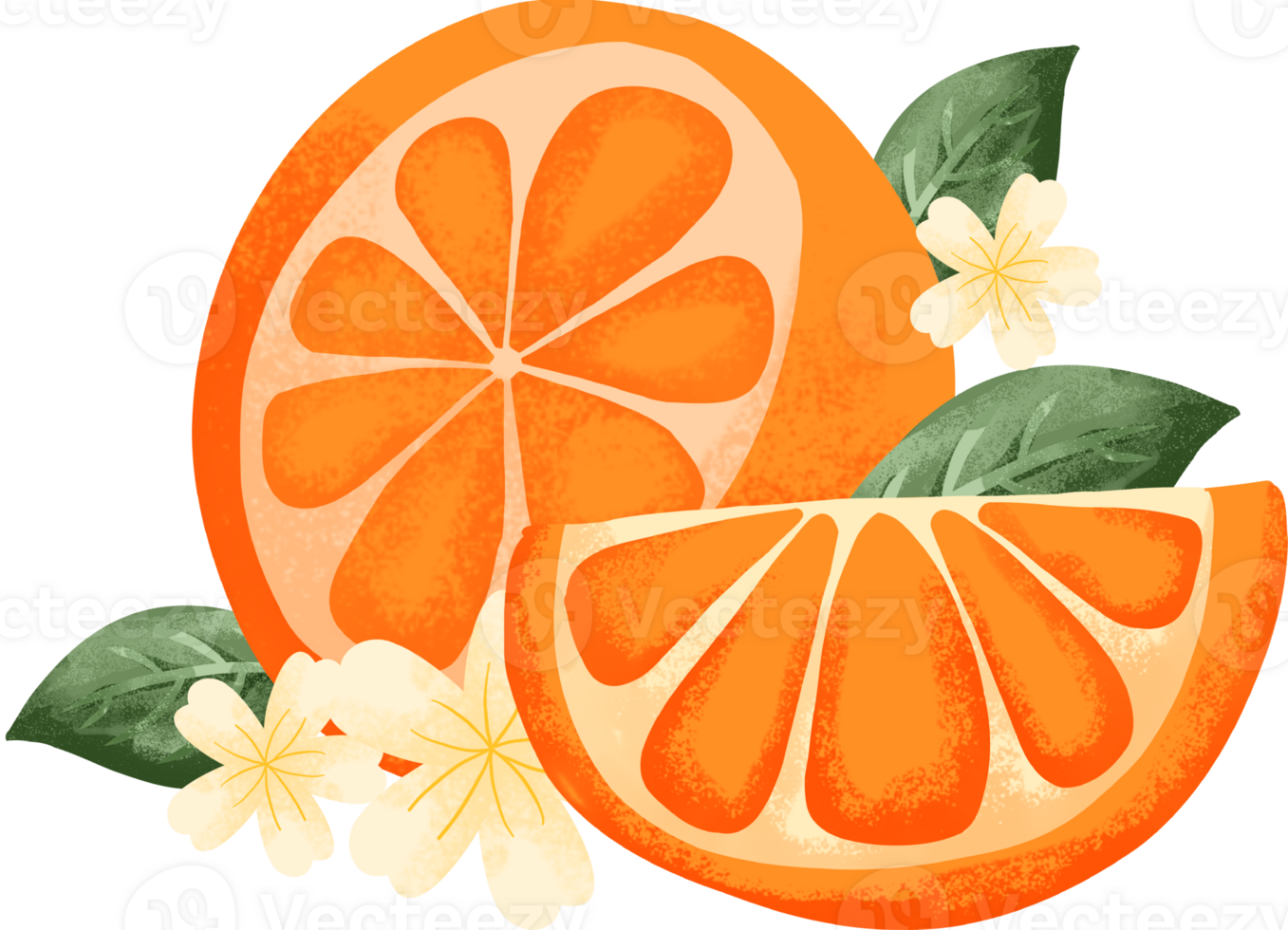 collection of orange fruit watercolor elements png