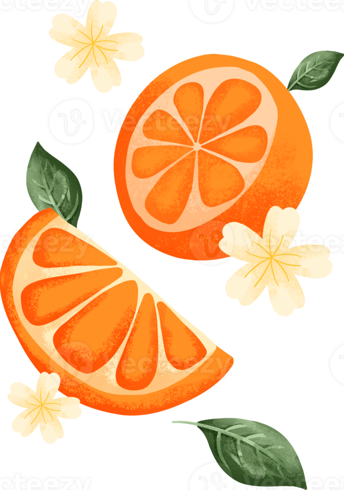 collection of orange fruit watercolor elements png