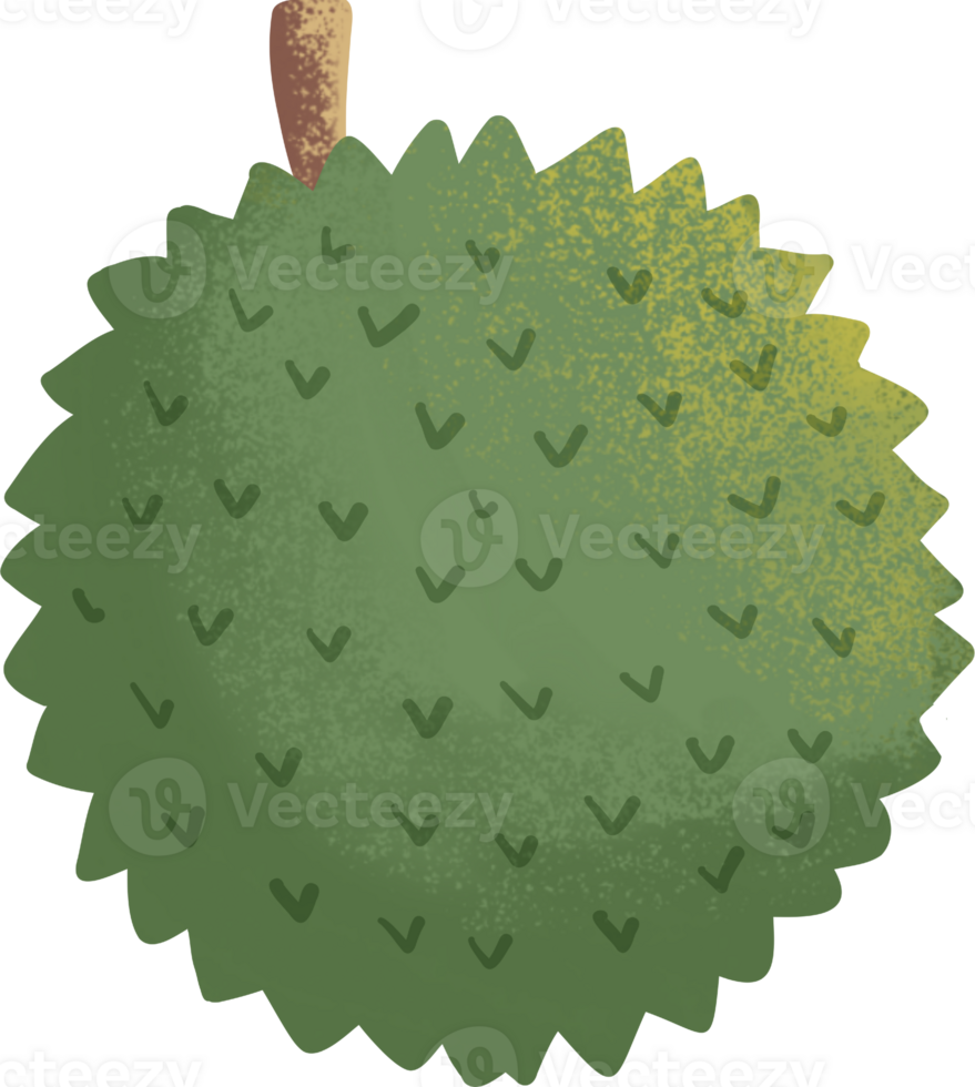 collection of durian watercolor elements png