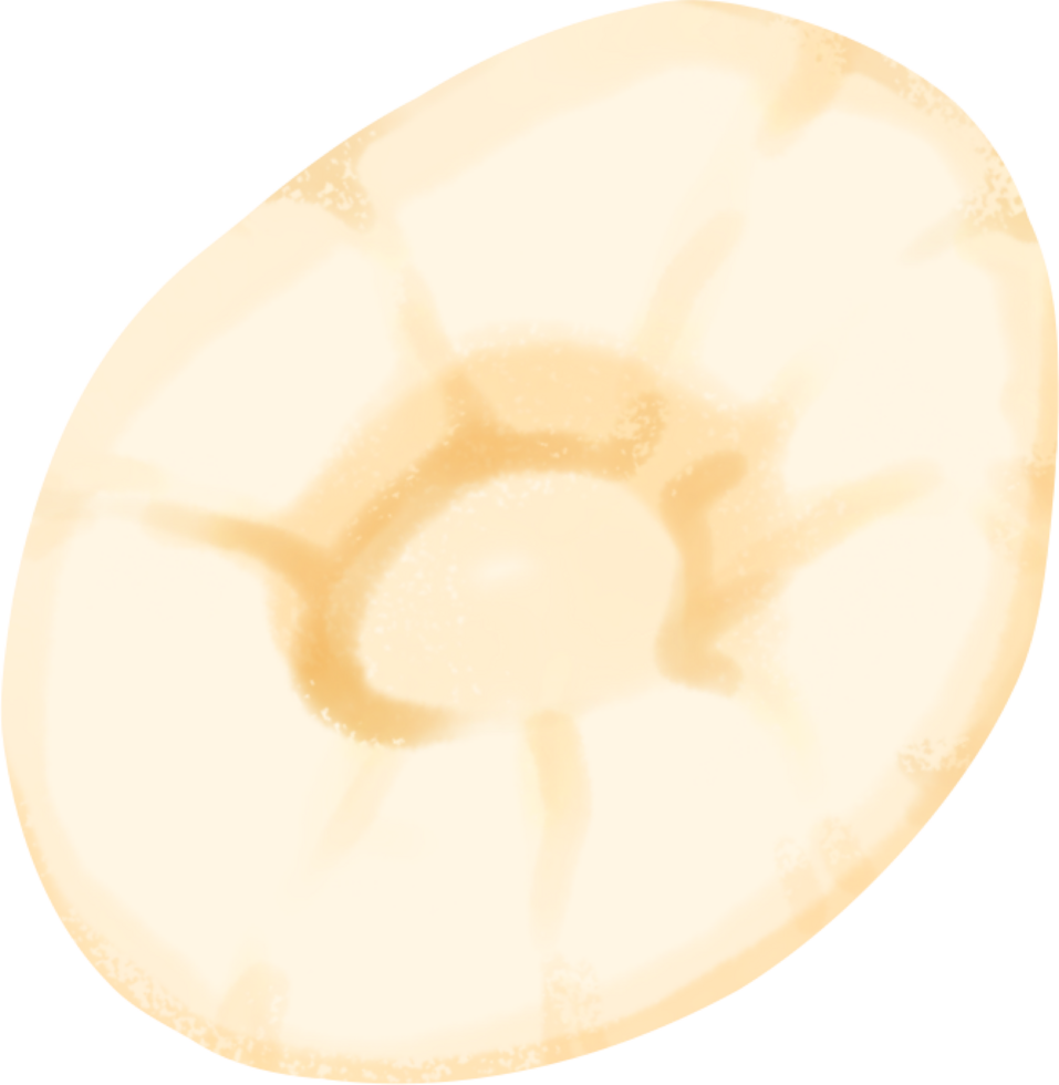 Longan fruit elements png