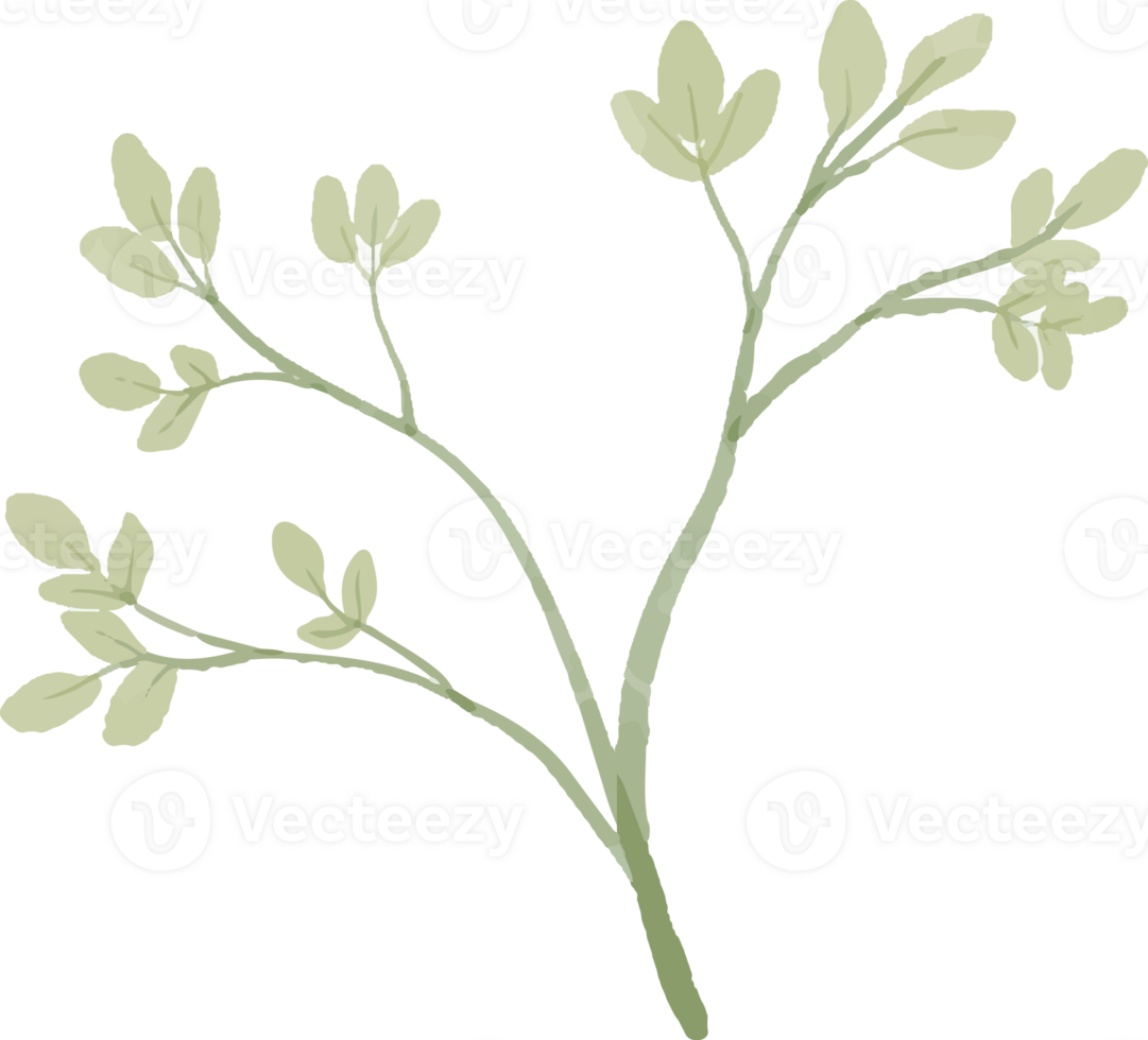 branches and leaves watercolor png