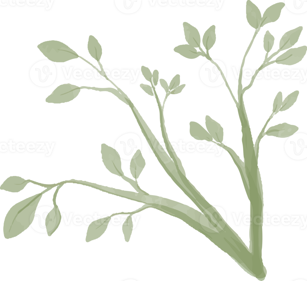branches and leaves watercolor png