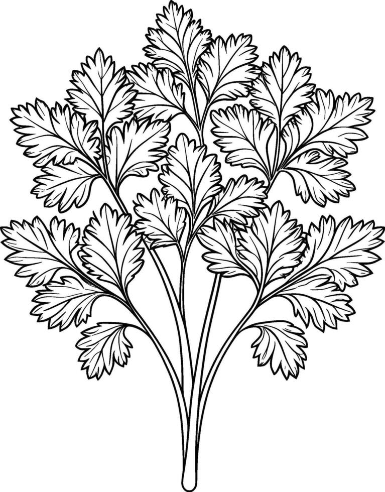 Coloring Page for Kids - Cilantro - Black and White Line Art vector