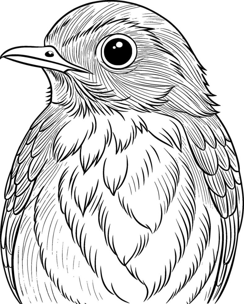 Coloring Page for Kids - Robin Portrait - Black and White Line Art vector