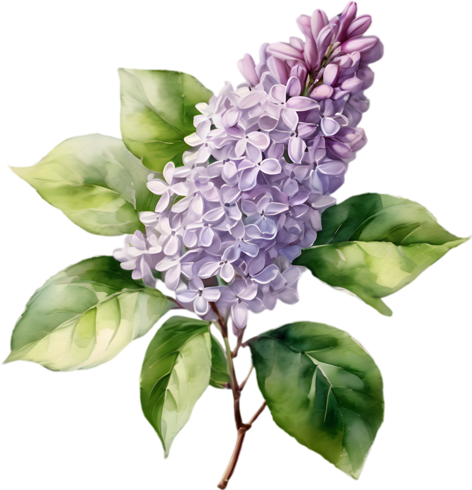 Watercolor Common Lilac, vibrant and delicate. AI-Generated. png