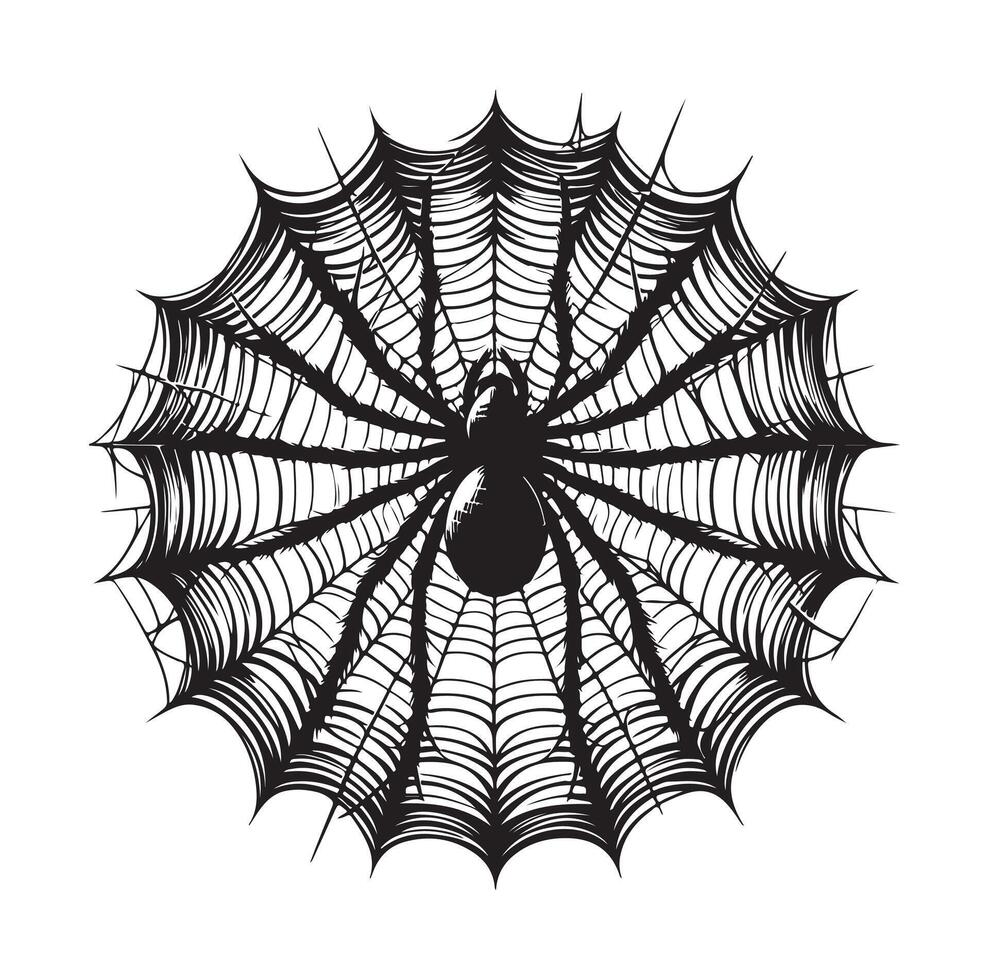 spider web illustration vector