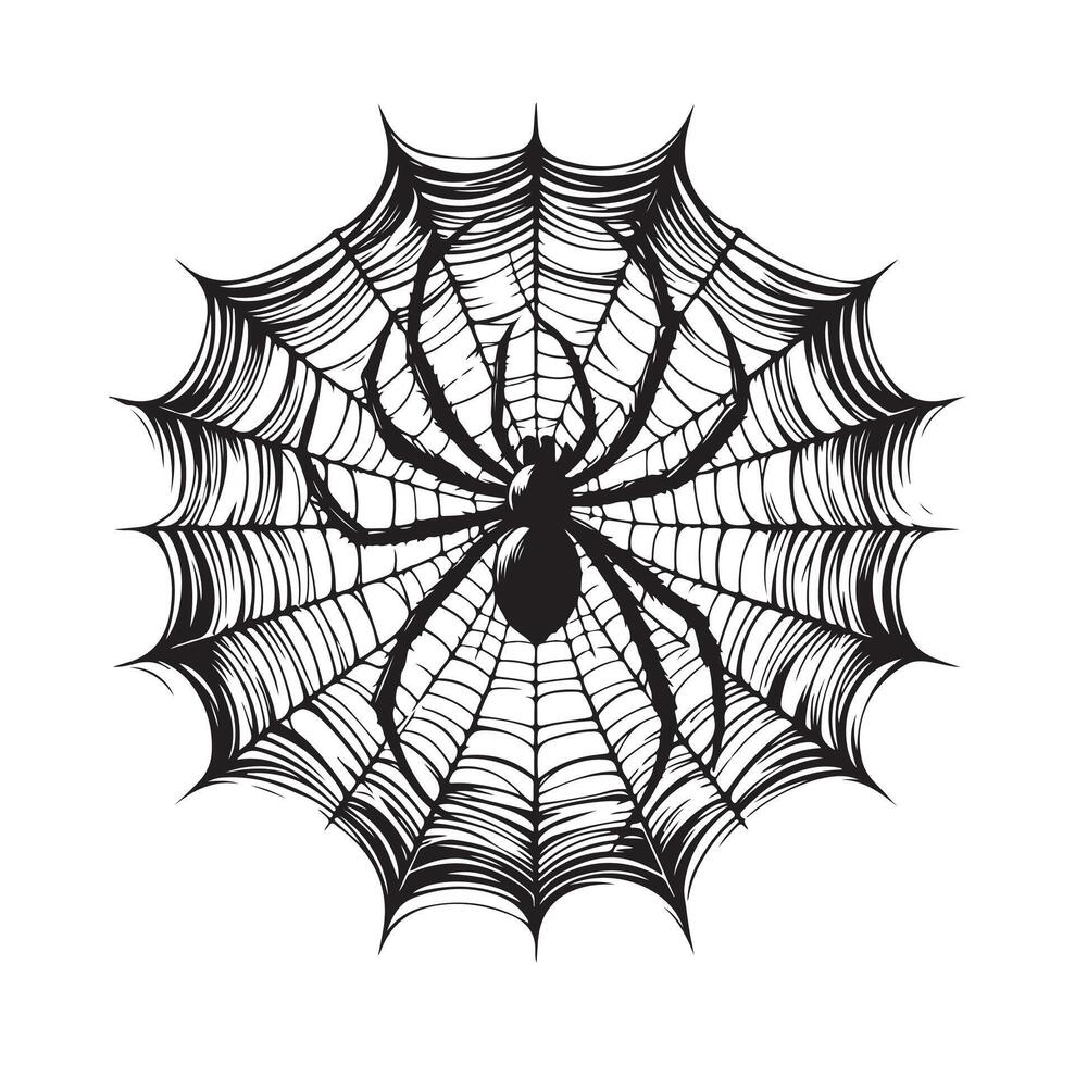 spider web illustration vector
