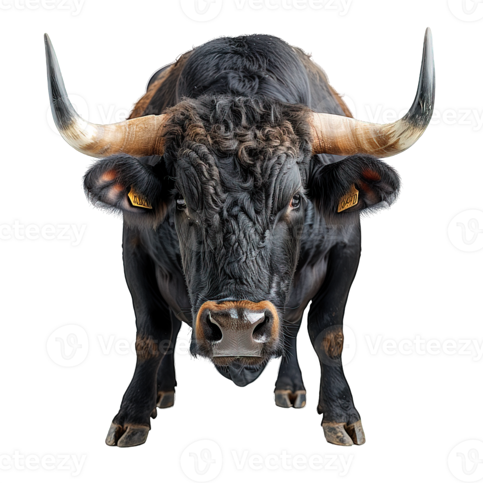 front view bull isolated on transparent background , png
