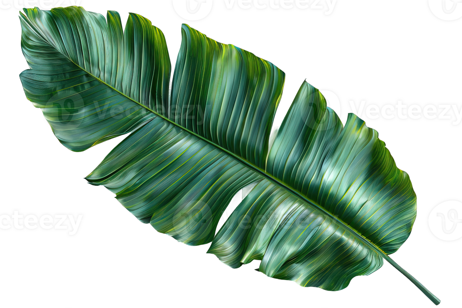 banana leaf isolated on transparent background , png