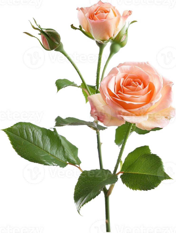 illustration of a China Roses isolated png