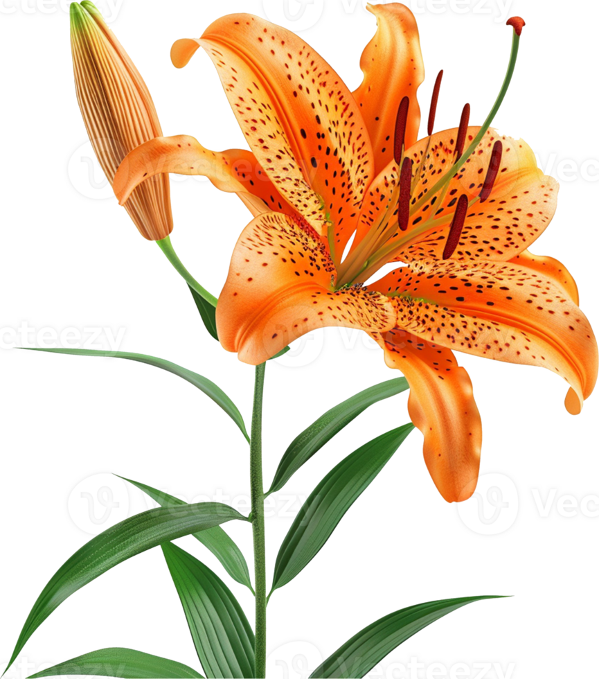 Tiger Lily Flower isolated on a transparent background png