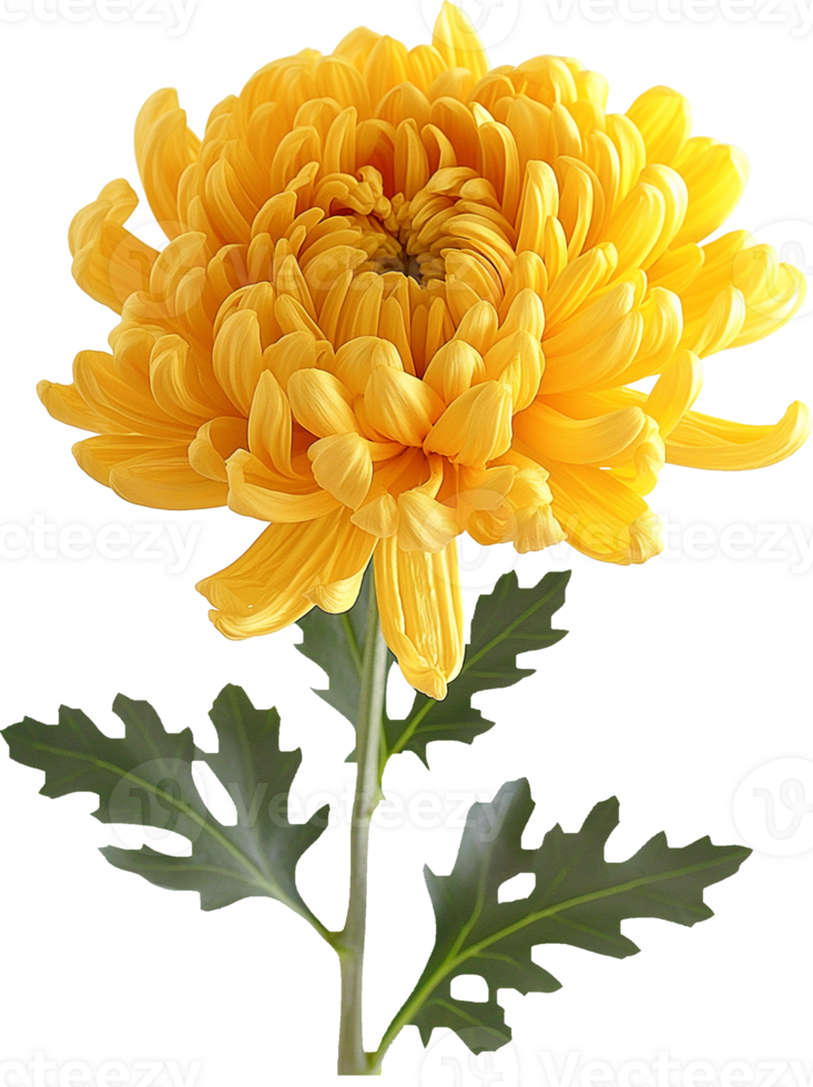 Chrysanthemum Daisy isolated on a transparent background png
