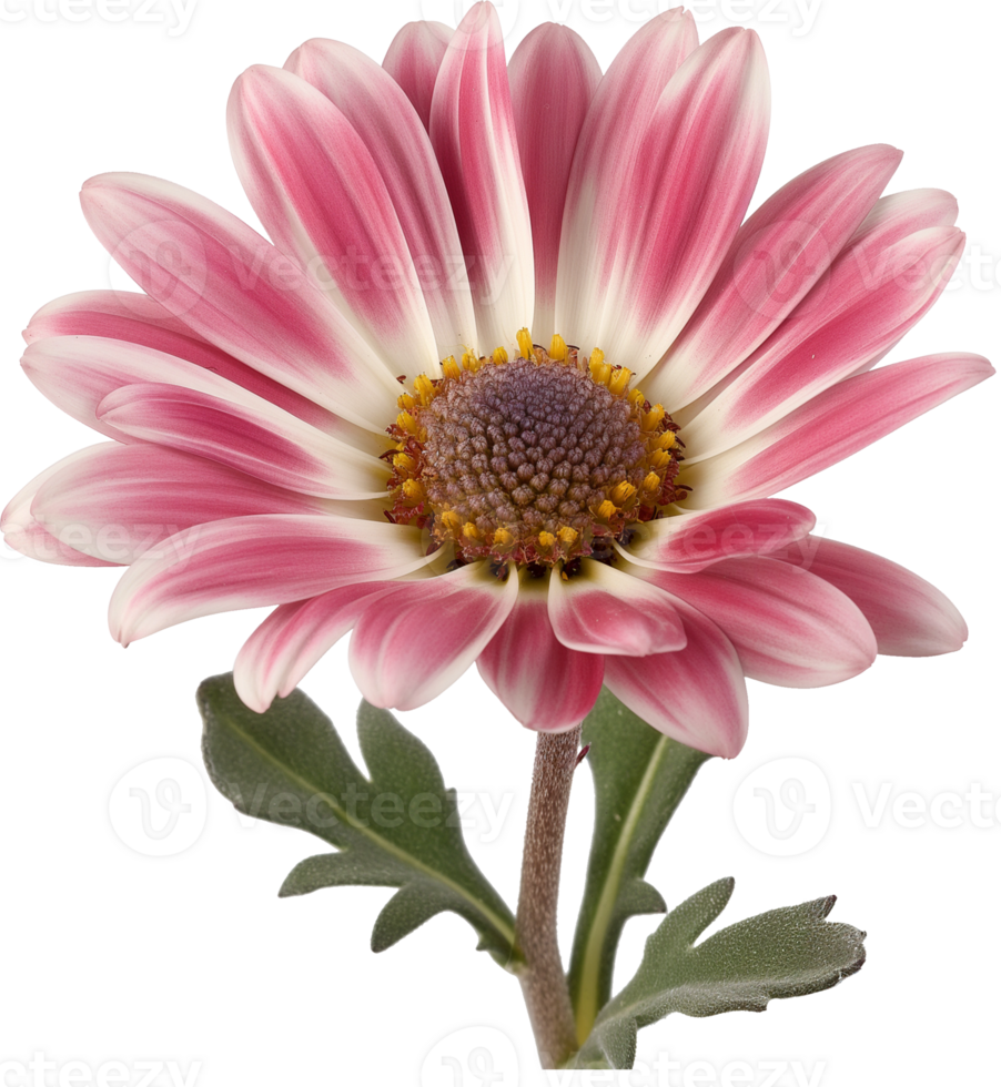 Berlandieri lyrata Daisy Flower isolated on a transparent background png