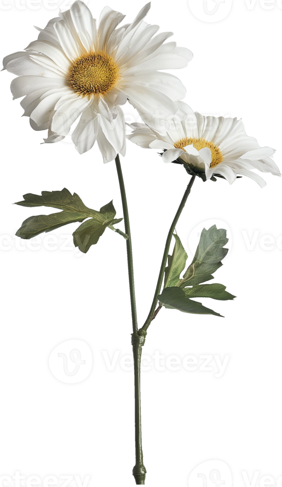 Shasta Daisy isolated on a transparent background png