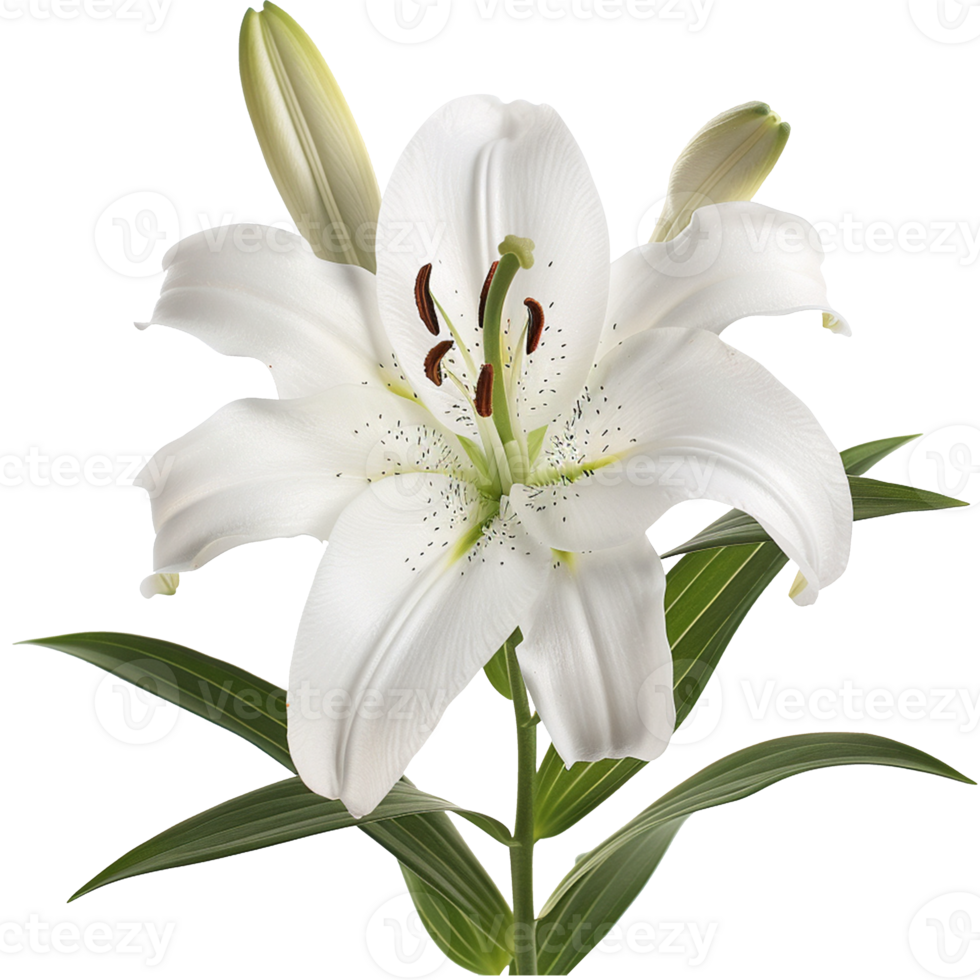 Easter Lily Flower isolated on a transparent background png