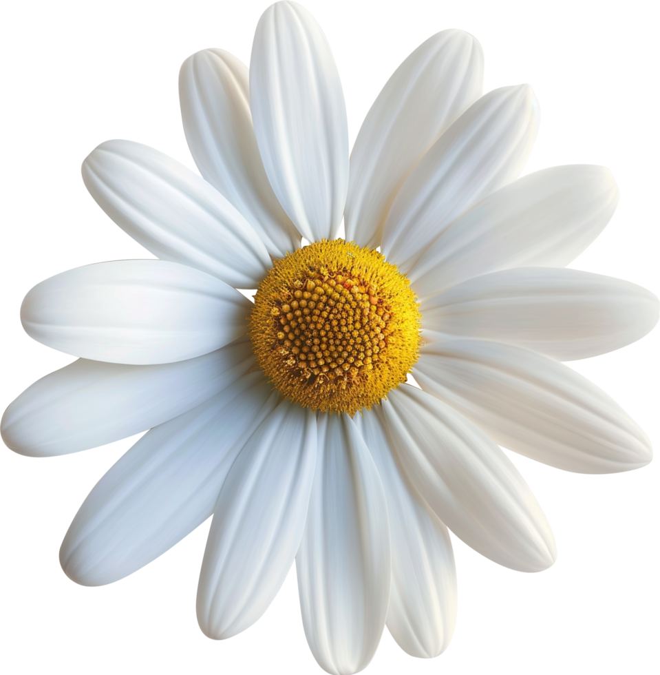 Marguerite Daisy Flower isolated on a transparent background png