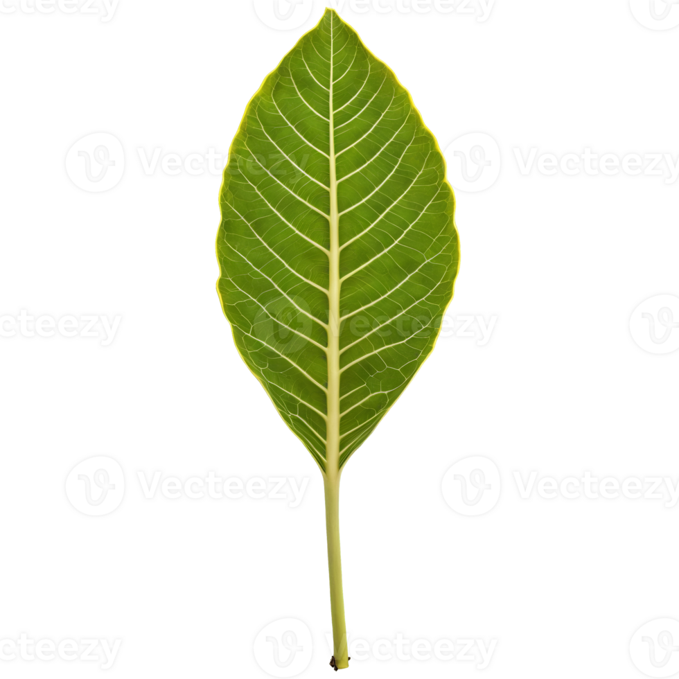 Fiddle leaf fig leaf large violin shaped leaf with prominent veins and wavy edges Ficus png