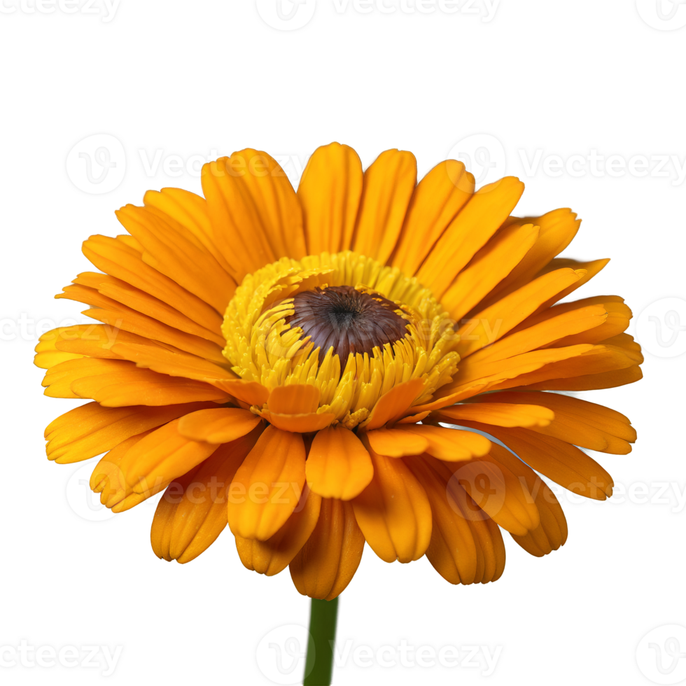 Orange calendula layered petals with curved tips dark brown center Calendula officinalis png