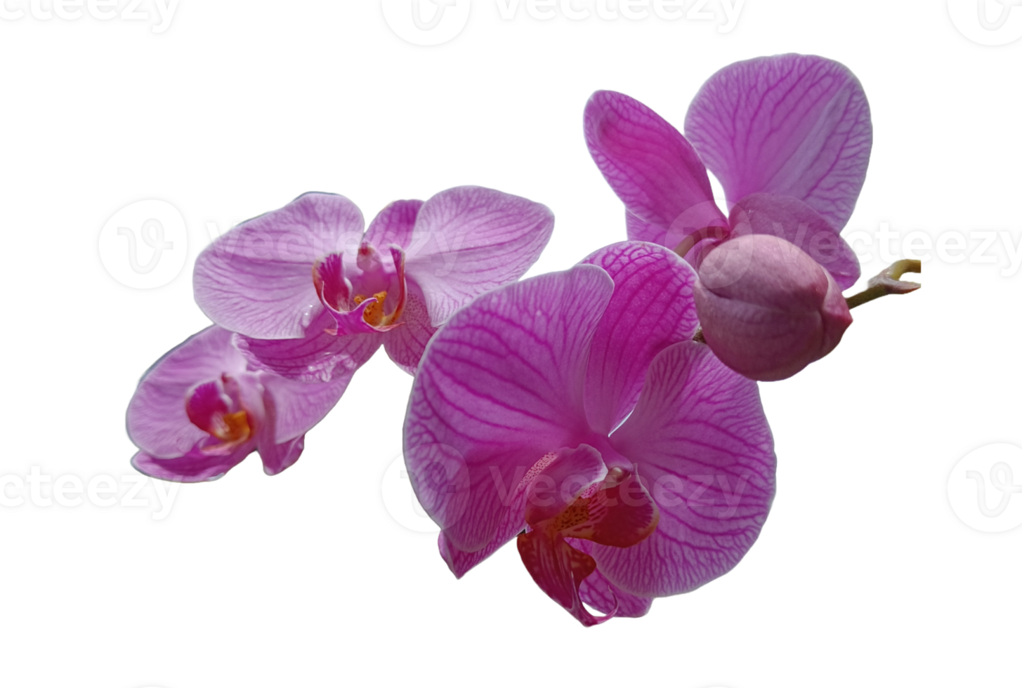 beautiful and fresh purple orchid png