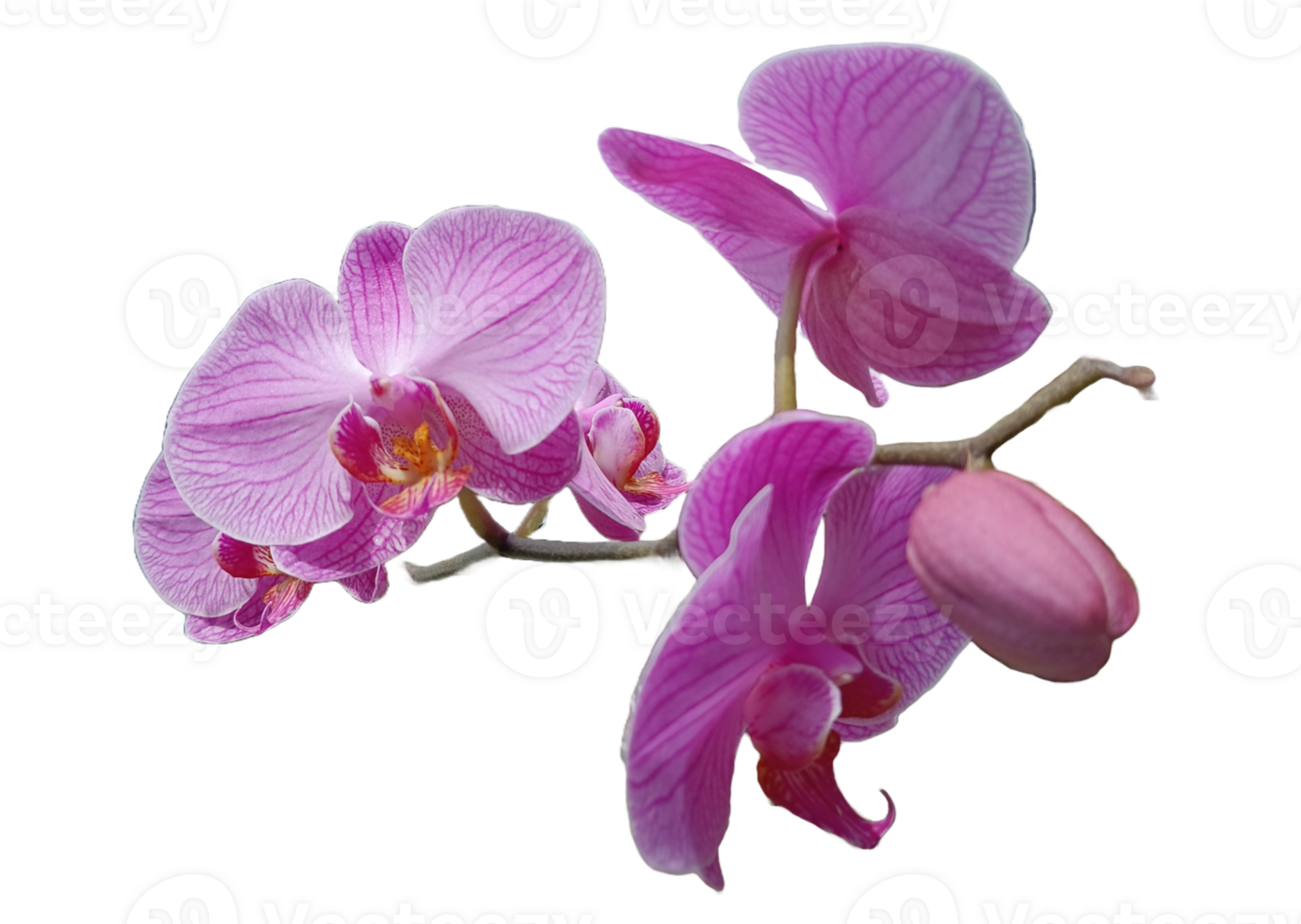 beautiful and fresh purple orchid png