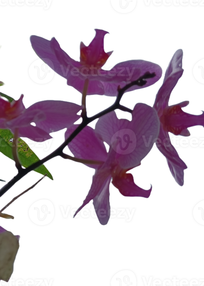 beautiful and fresh purple orchid png
