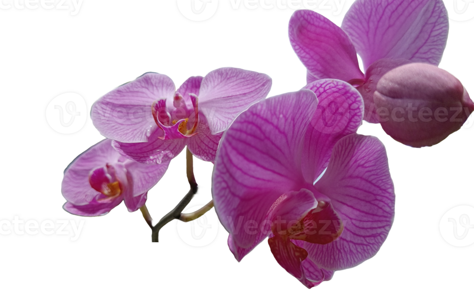 beautiful and fresh purple orchid png
