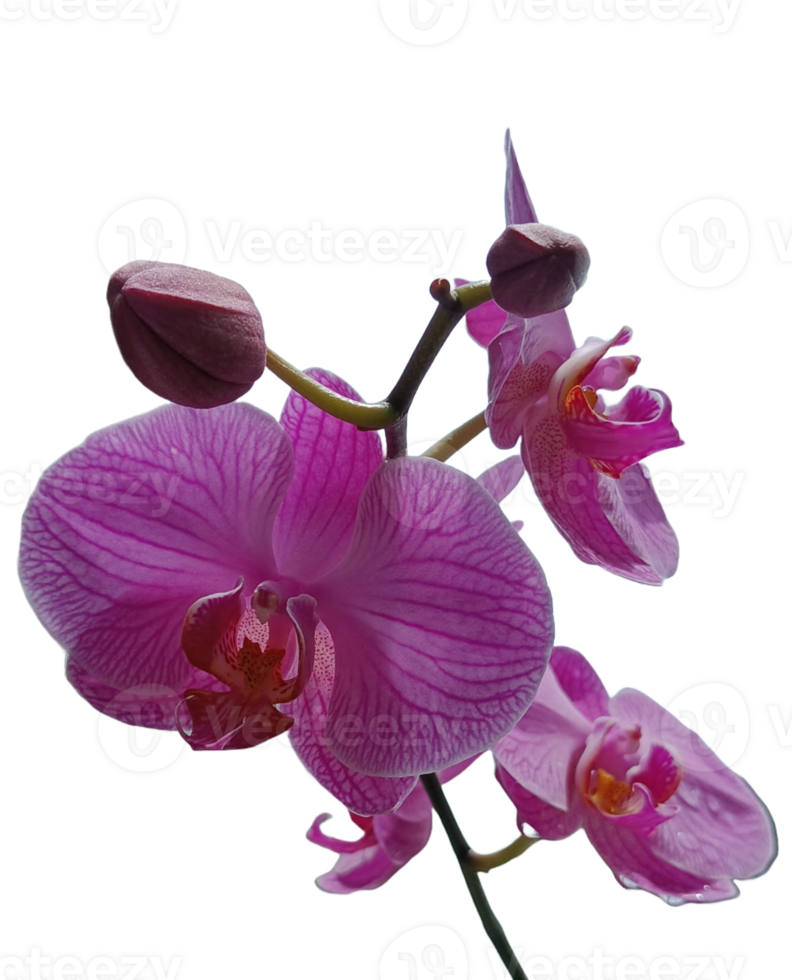 beautiful and fresh purple orchid png