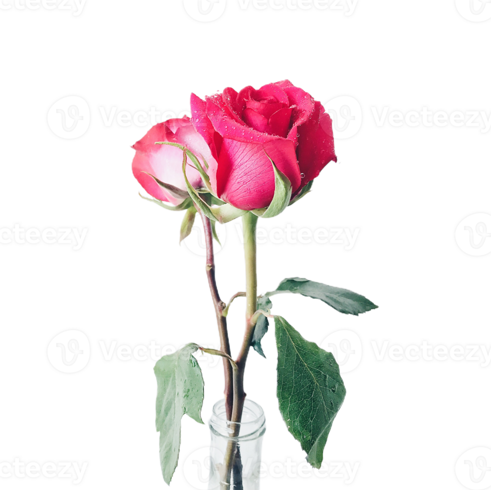 rose flower transparent background png