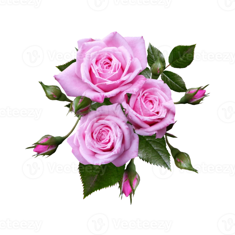rose flower transparent background png
