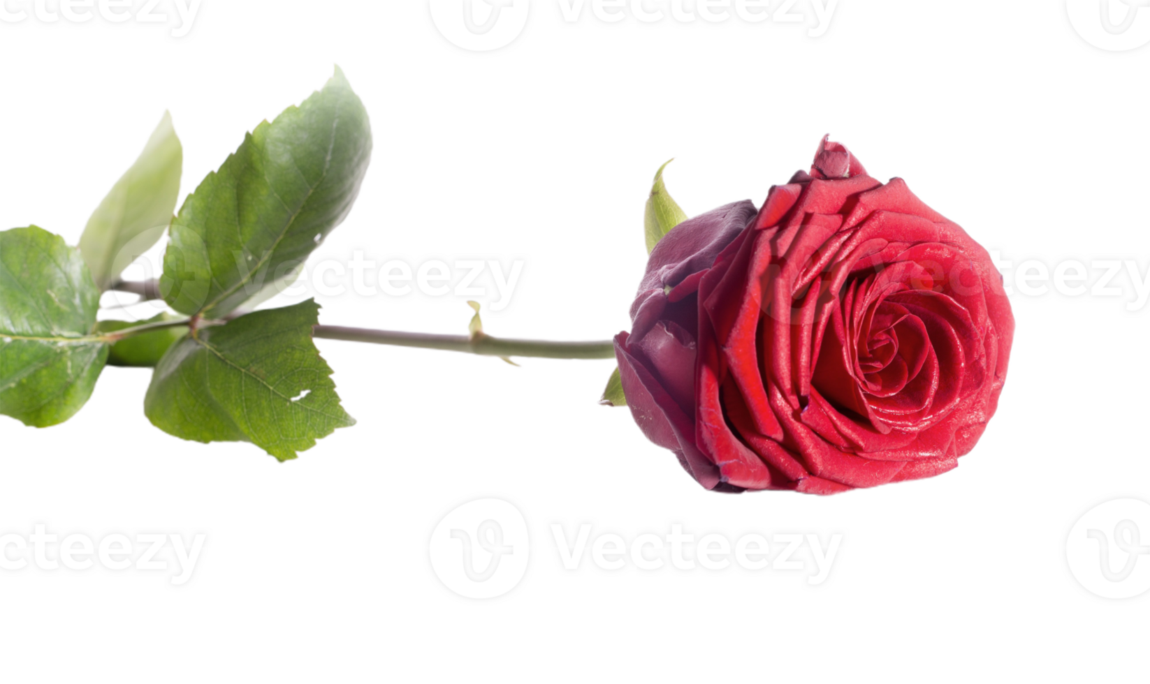 rose flower transparent background png