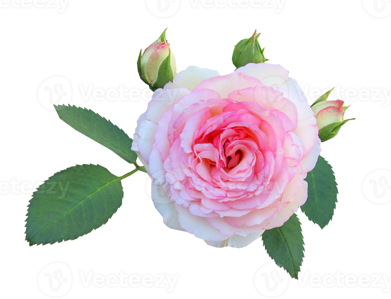 rose flower transparent background png
