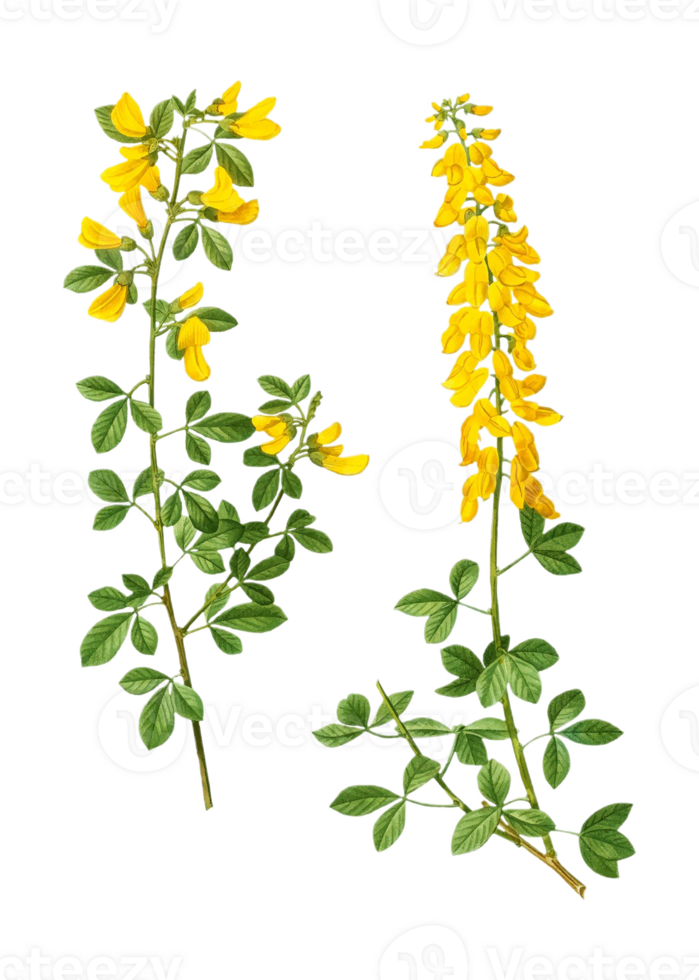 broom flower transparent background png