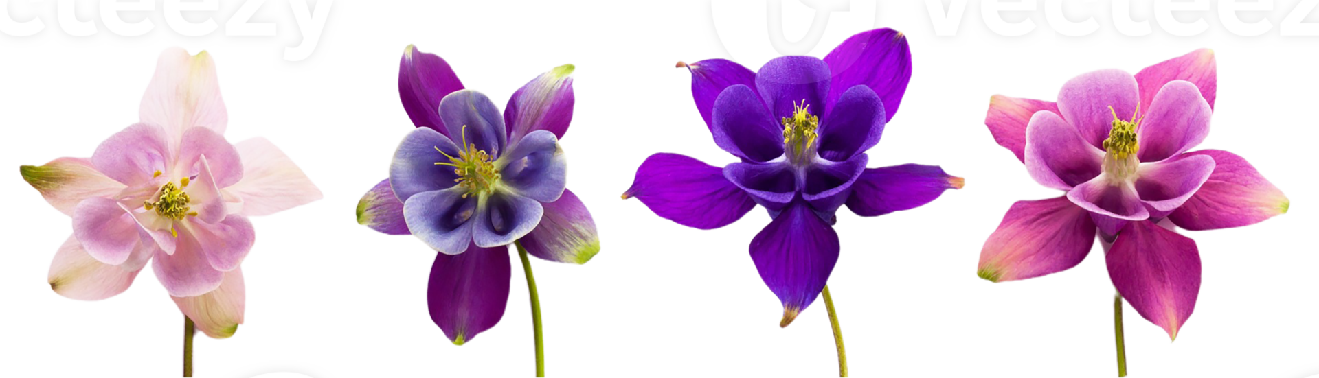Columbine flower transparent background png