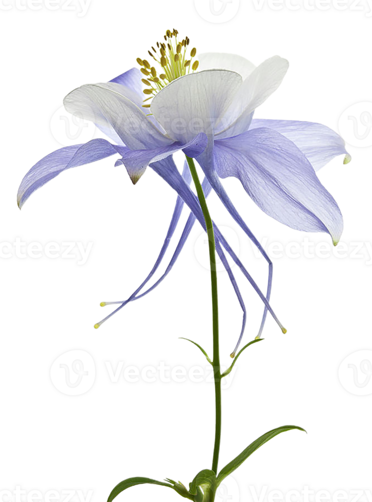 Columbine flower transparent background png