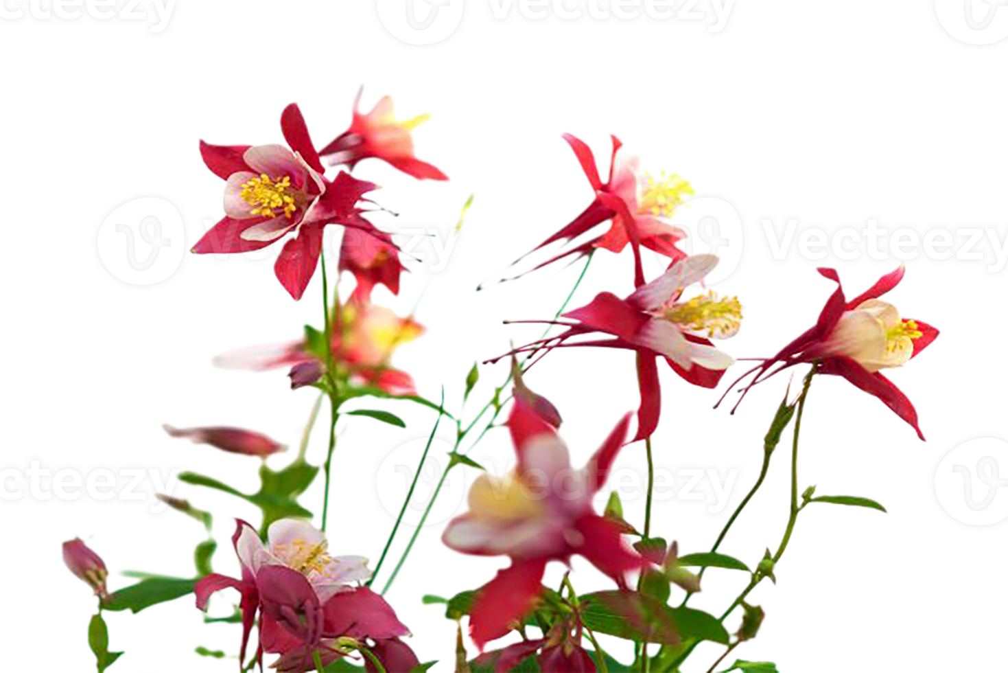 Columbine flower transparent background png