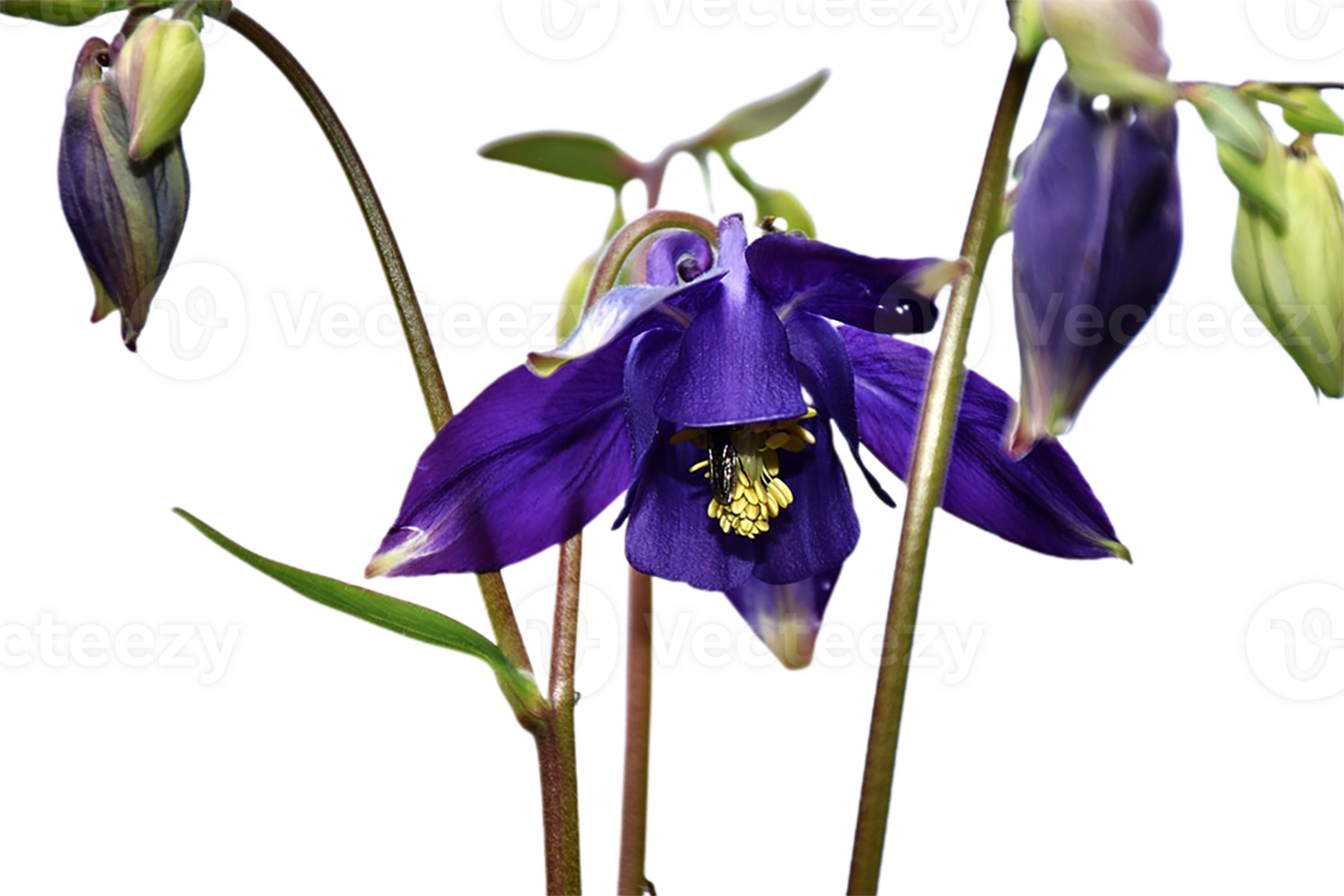 Columbine flower transparent background png
