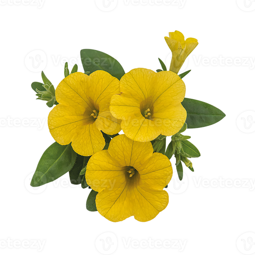 Golden Trumpet flower transparent background png